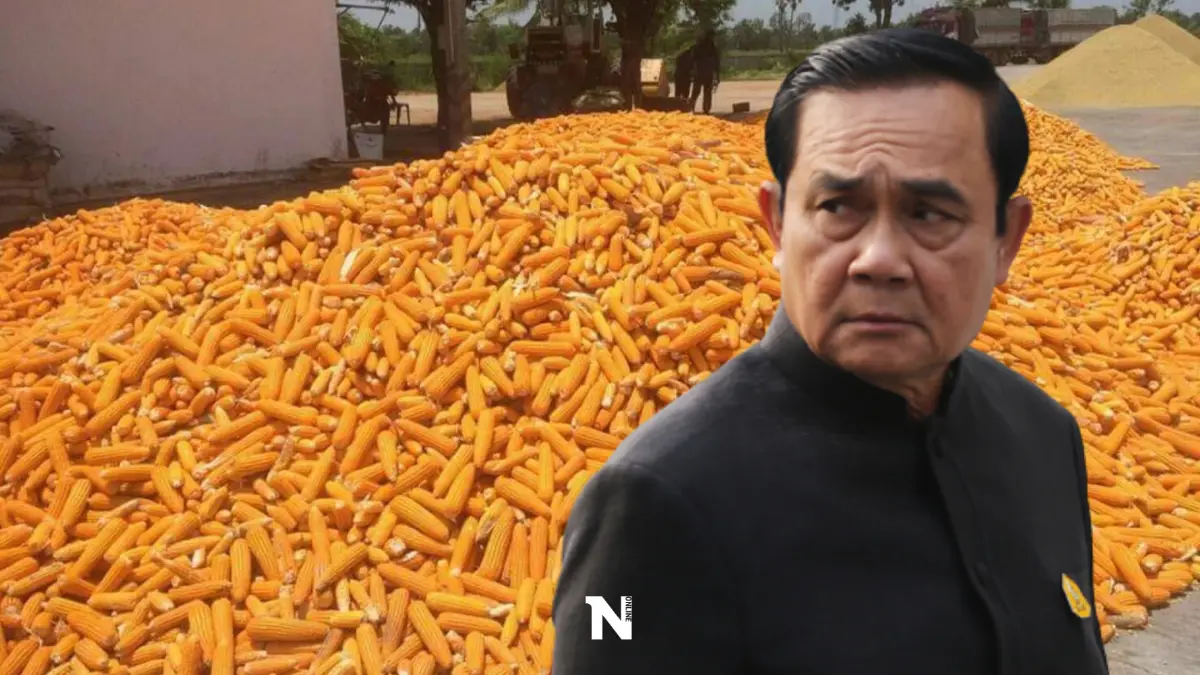 นายกฯสั่งทุกฝ่ายเช็กใครกักตุนข้าวโพดเลี้ยงสัตว์เจอโทษตามกฎหมาย