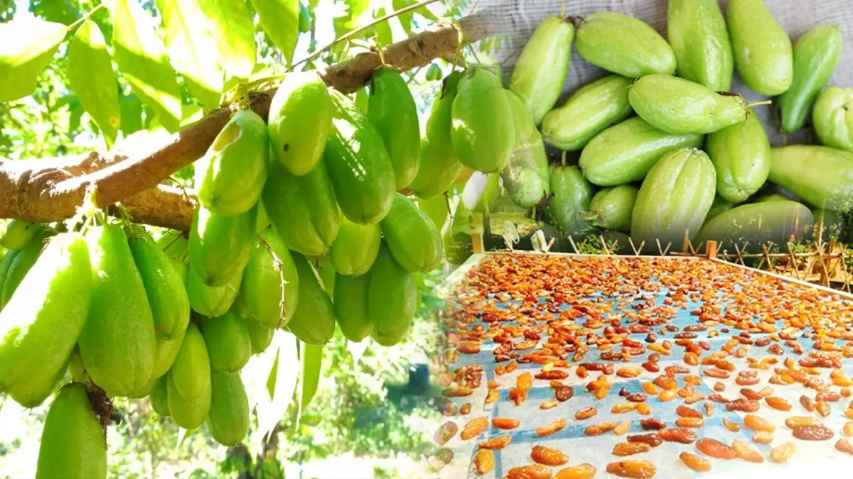 'ตะลิงปลิง' แปรรูป ราคาพุ่ง 200 บาท/กก.! 'ตะลิงปลิง' แปรรูป ราคาพุ่ง 200 บาท/กก.!