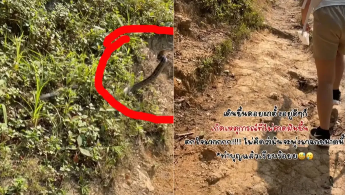 สาวโพสต์ Tiktok เดินเที่ยวดอยผาตั้ง จู่ ๆ ถูกงูพุ่งฉก งานนี้วิ่งกันป่าราบ สาวโพสต์ Tiktok เดินเที่ยวดอยผาตั้ง จู่ ๆ ถูกงูพุ่งฉก งานนี้วิ่งกันป่าราบ
