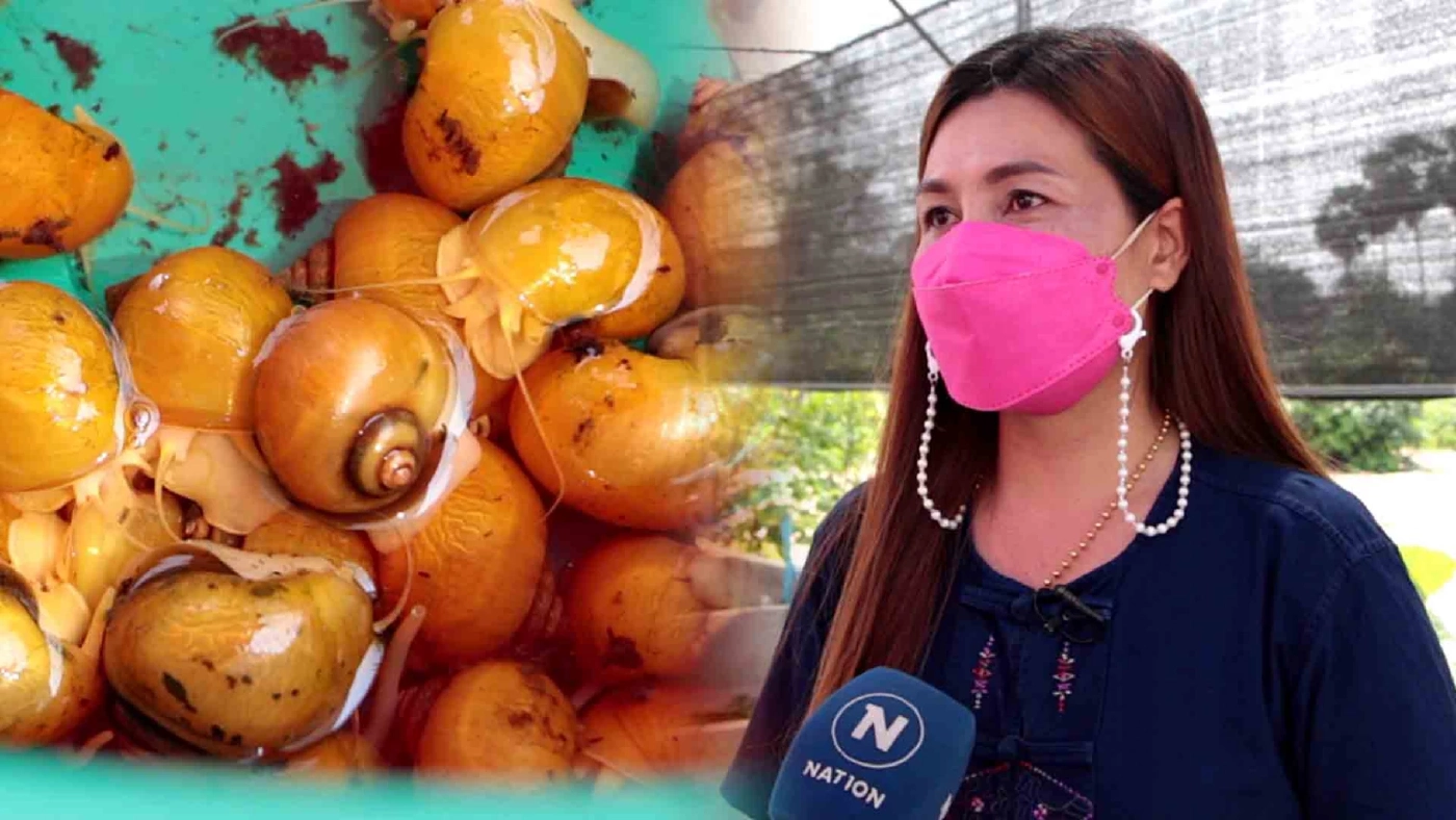 ทึ่งเลี้ยง“หอยเชอรี่สีทอง”ขายสร้างรายได้เดือนละแสน