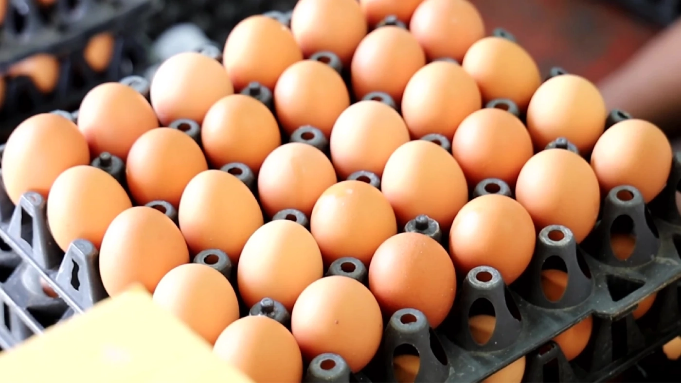 ค่าครองชีพพุ่งไม่หยุด ราคา 'ไข่ไก่' ขึ้น 3 บาท/แผง