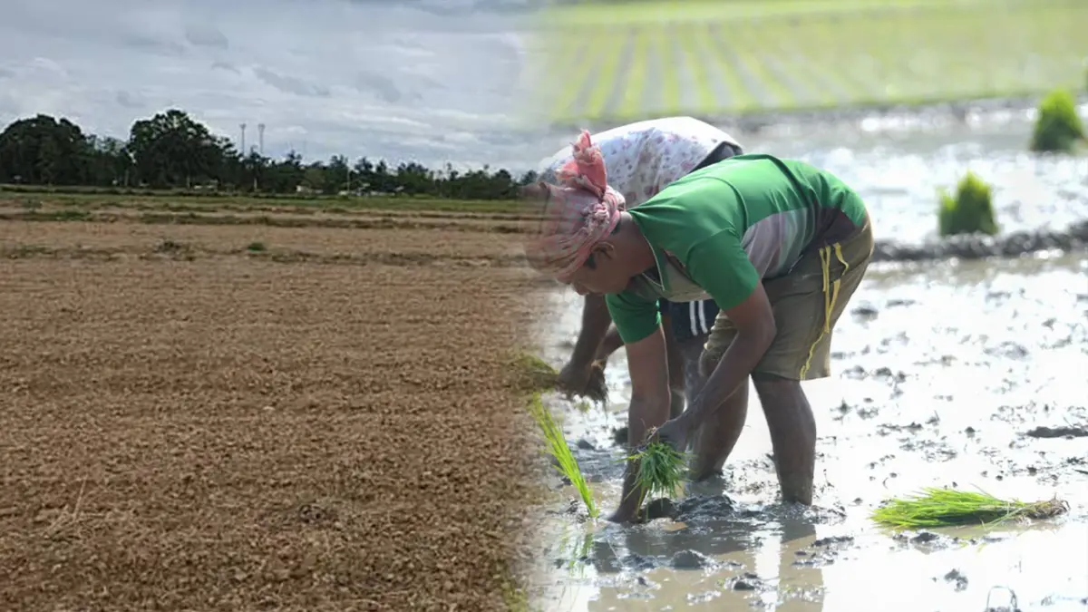 ราคาปุ๋ยแพง! ชาวนาเชียงใหม่งดทำนาปรัง