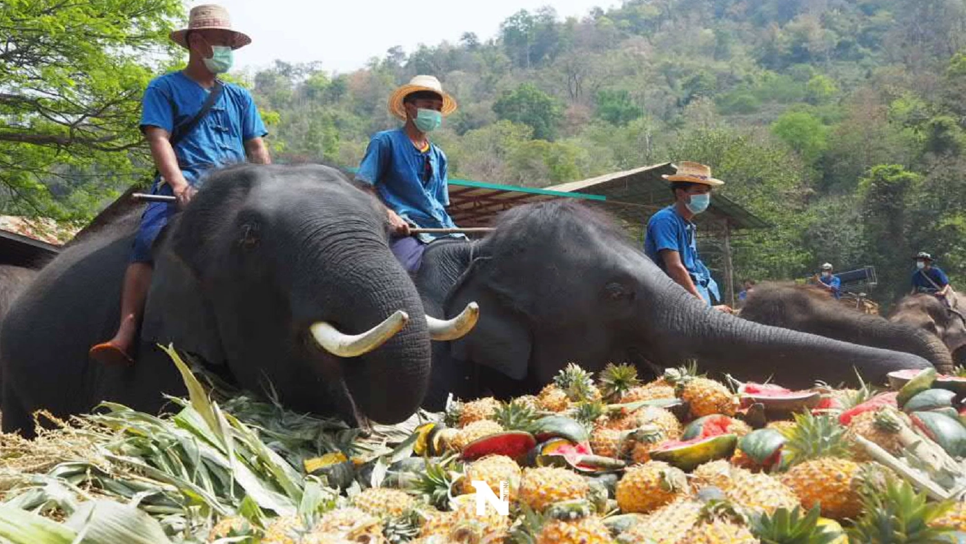 อลังการ"ขันโตกช้าง"อัดแน่นพืชผักผลไม้ 5 ตัน