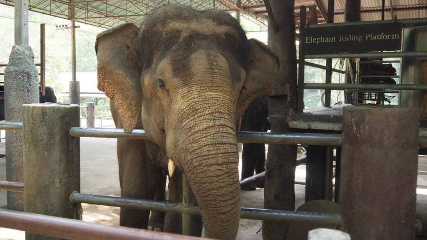 ปางช้างแม่แตงขาดทุนเกือบ100ล.ถอดใจอาจขายกิจการ