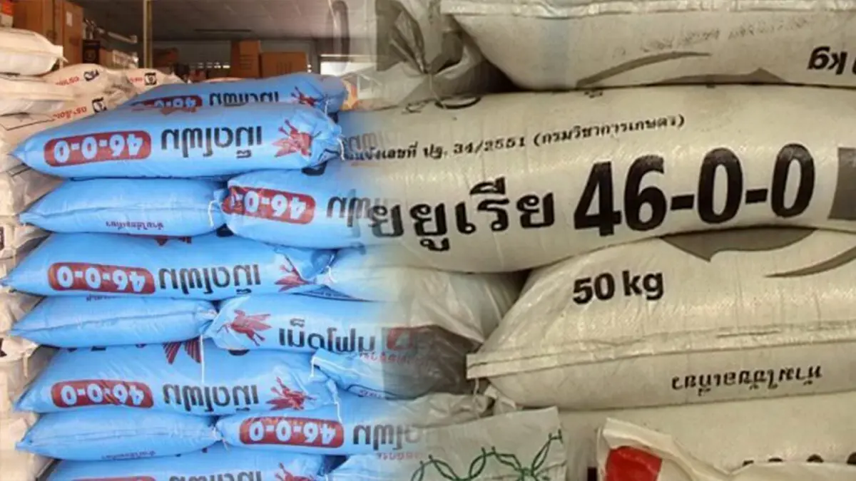 เกษตรกรชี้ปุ๋ยแพงไม่น่ากลัวเท่า 'ขาดตลาด' เกษตรกรชี้ปุ๋ยแพงไม่น่ากลัวเท่า 'ขาดตลาด'