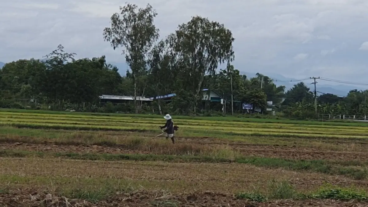 ชาวนางดปลูกข้าวนาปรังเหตุปุ๋ยแพงไม่คุ้มกับการลงทุน