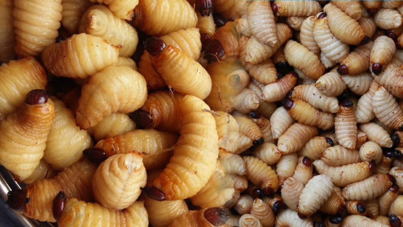 ชาวบ้านเฮ 'ด้วงมะพร้าว' ราคาพุ่ง 2 พันบาท/กิโลกรัม