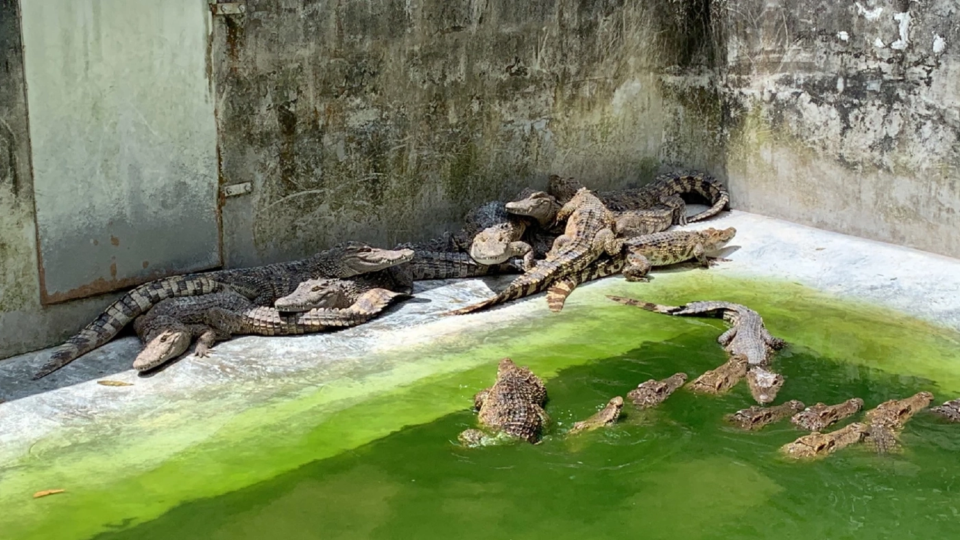 โควิดพ่นพิษ เปิดขายจระเข้ยกฟาร์มแบกต้นทุนไม่ไหวคู่สัญญาเบี้ยวซื้อ