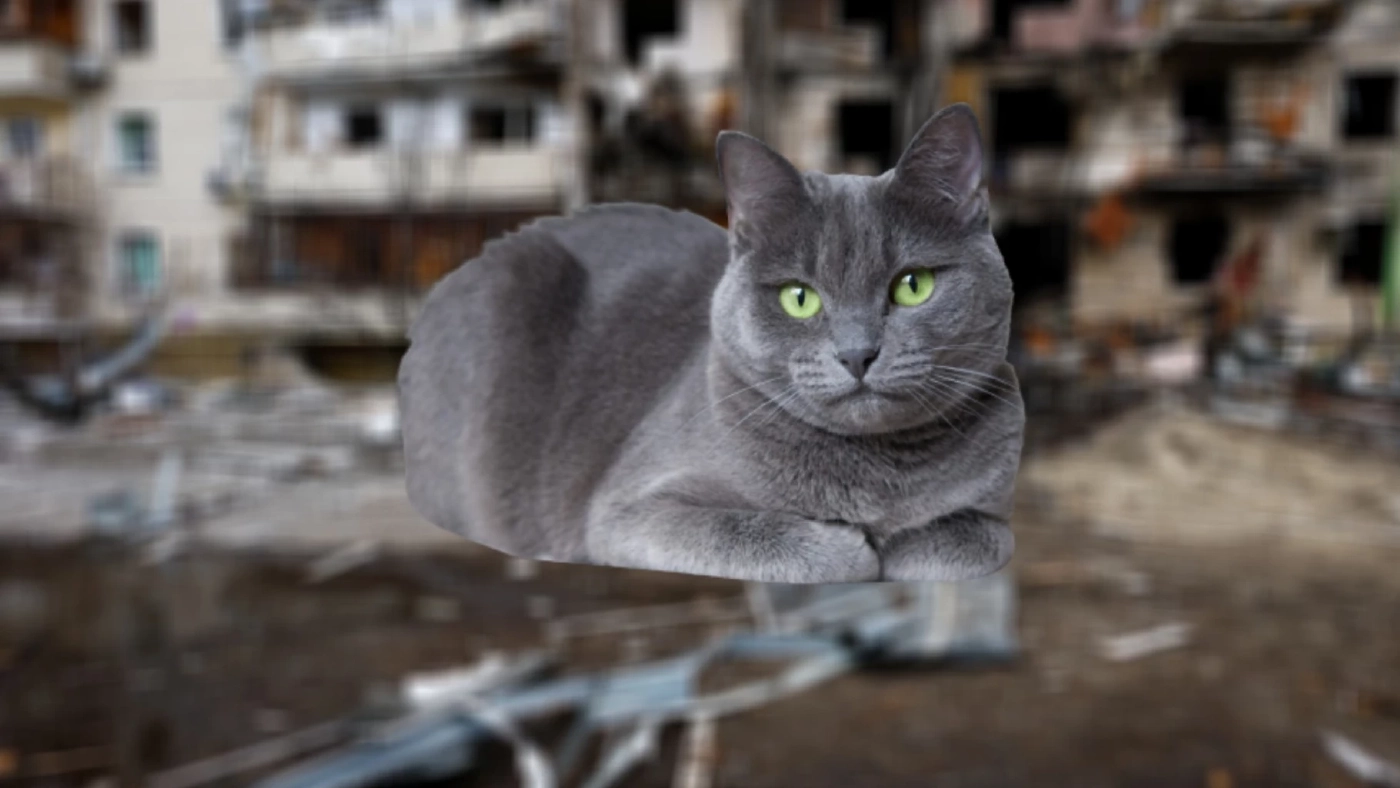 เอาจริง! สหพันธ์นานาชาติ ประกาศแบน "แมวรัสเซีย" หลัง "ยูเครน" ถูกถล่มหนัก