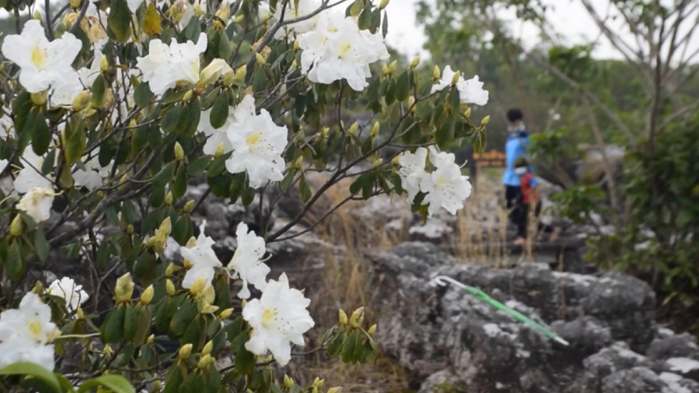 "ดอกกุหลาบขาว"บานสะพรั่งอวดโฉมนักท่องเที่ยว "ดอกกุหลาบขาว"บานสะพรั่งอวดโฉมนักท่องเที่ยว