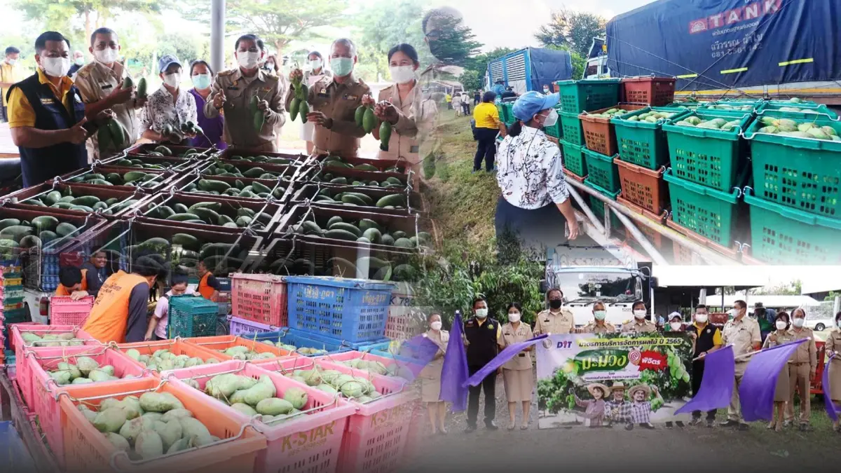 ชาวสวนปลื้ม พาณิชย์เร่งแก้ปัญหาระบาย "มะม่วง"ราคาตกจัดคาราวานรับซื้อ ชาวสวนปลื้ม พาณิชย์เร่งแก้ปัญหาระบาย "มะม่วง"ราคาตกจัดคาราวานรับซื้อ