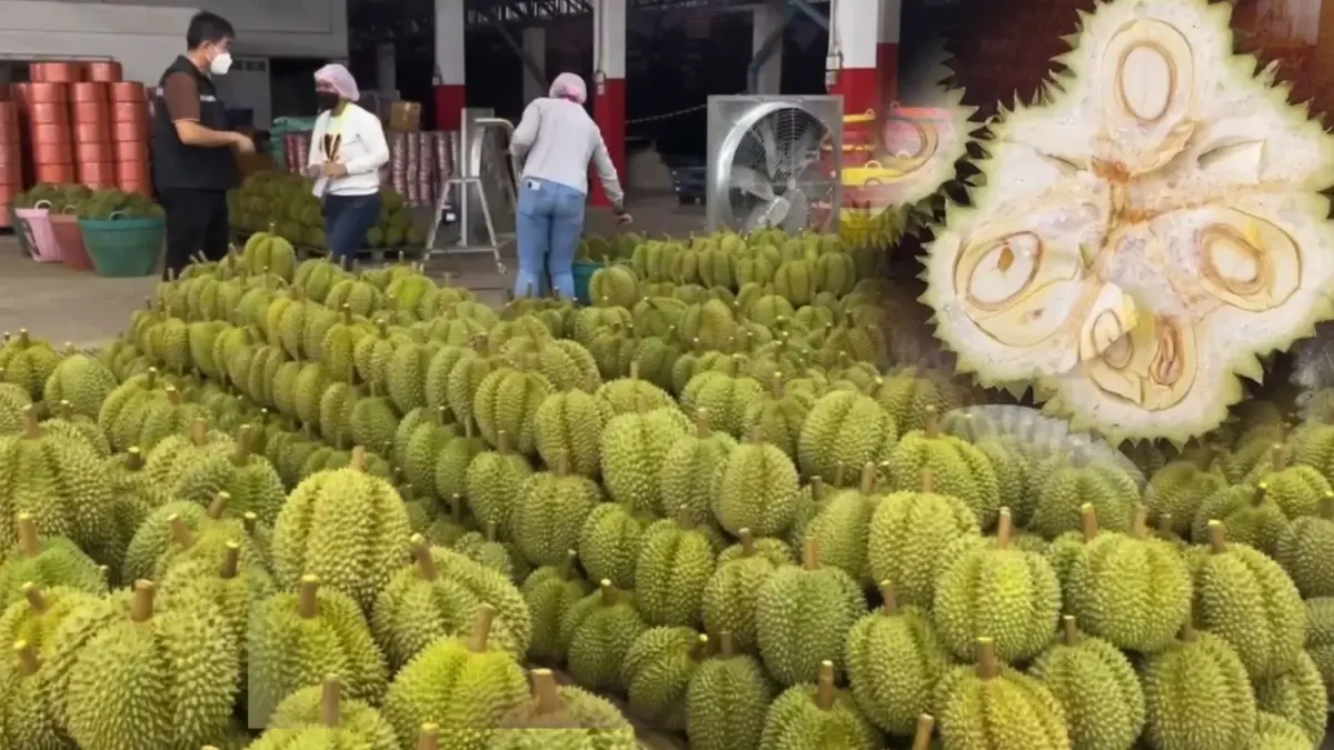 เกษตรฯ เชือด 'ล้ง' เมืองจันทน์ ขายทุเรียนอ่อน