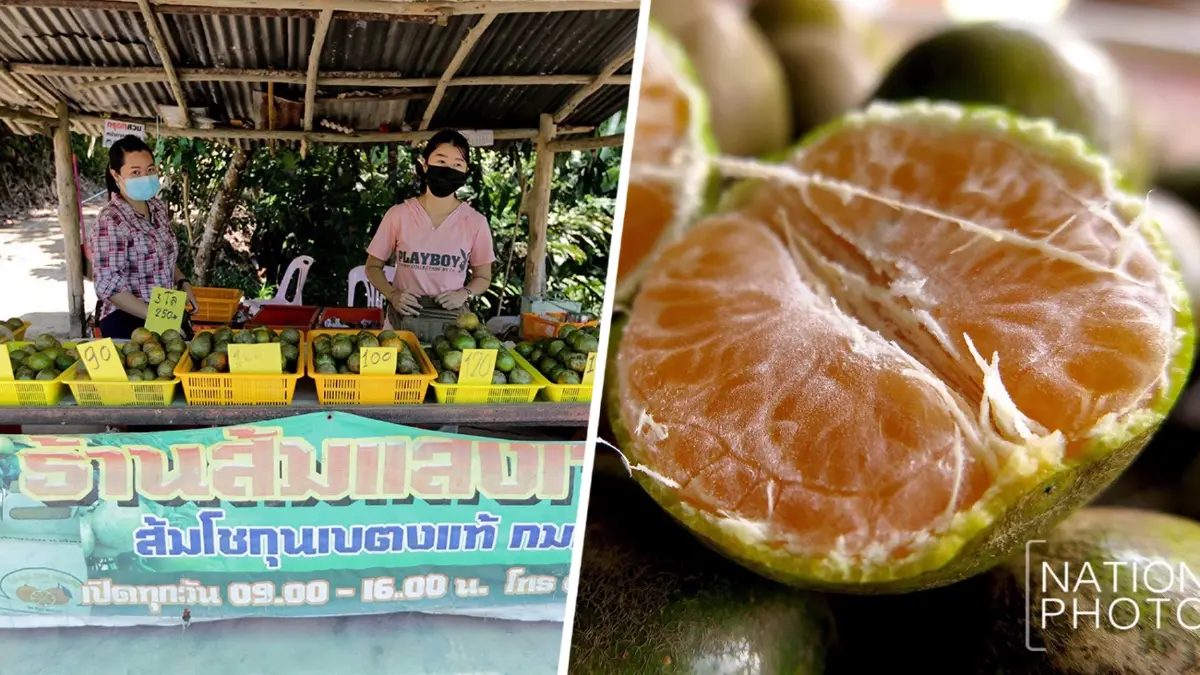 "ส้มโชกุนคู่เบตง" ความอร่อยอยู่ยั่งยืนยงฐานความมั่นคงให้เบตงยังโอเคเสมอ "ส้มโชกุนคู่เบตง" ความอร่อยอยู่ยั่งยืนยงฐานความมั่นคงให้เบตงยังโอเคเสมอ