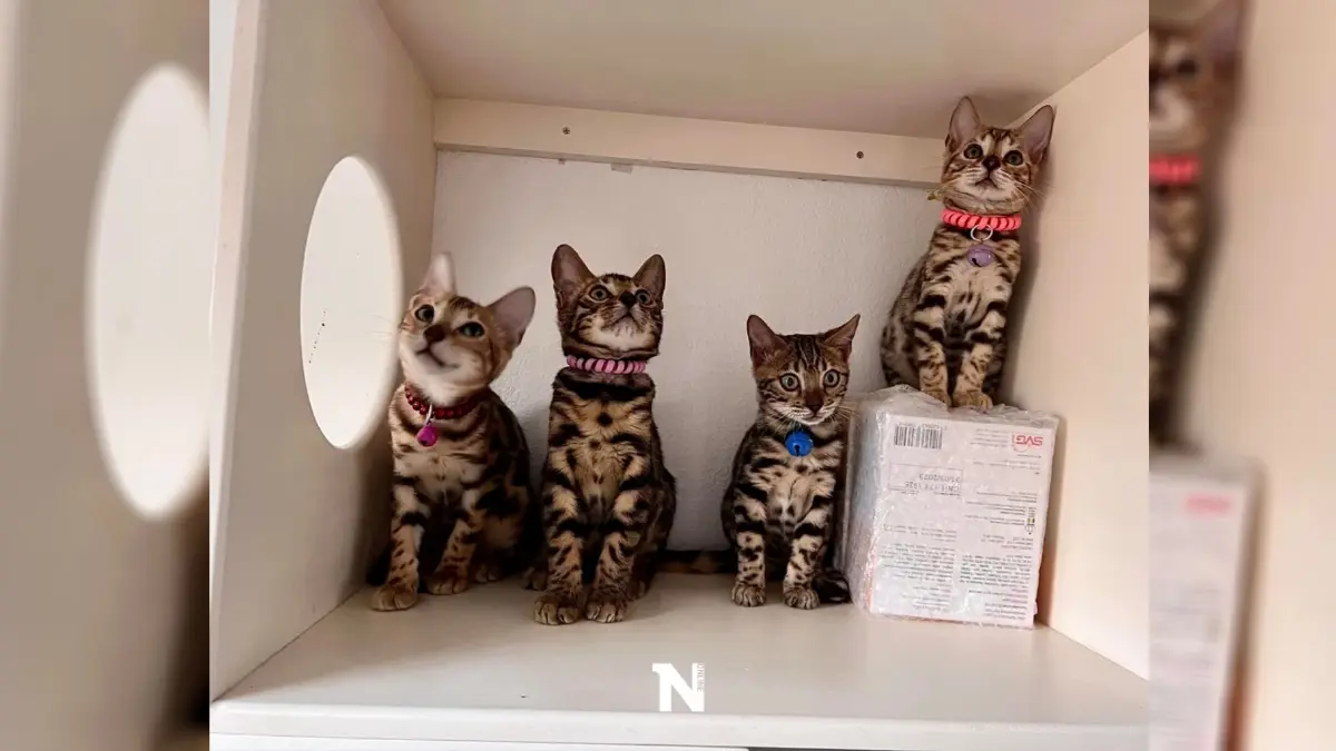 เร่งหาบ้านใหม่ให้น้องแมว 17 ชีวิต เผยเจ้าของป่วยหนัก-ระยะสุดท้าย