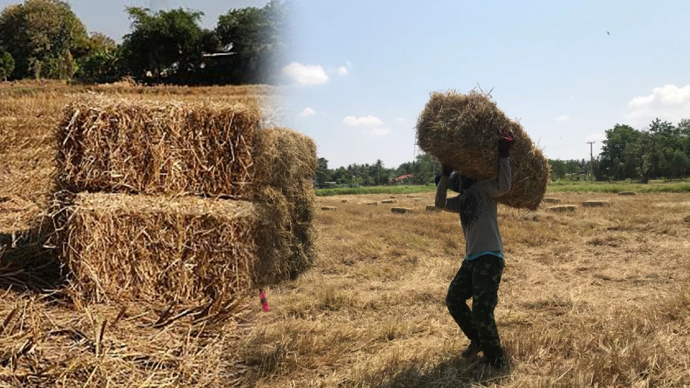 'ฟางข้าว' สร้างรายได้-ลดมลพิษในอากาศจากการเผา 'ฟางข้าว' สร้างรายได้-ลดมลพิษในอากาศจากการเผา