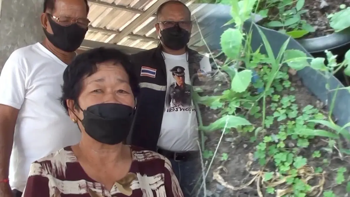 สองยายร้อง!ถูกตำรวจจับขังโรงพัก หลังปลูก กัญชาไว้รักษาโรค สองยายร้อง!ถูกตำรวจจับขังโรงพัก หลังปลูก กัญชาไว้รักษาโรค