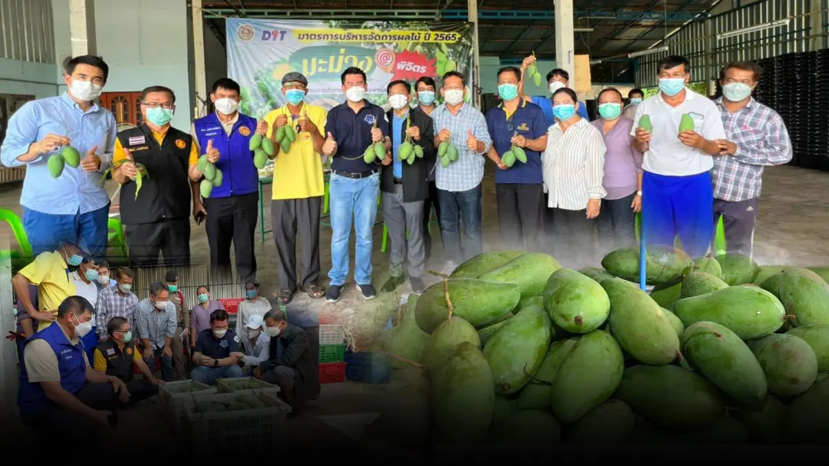 จุรินทร์ สั่ง"กรมการค้าภายใน"ลงพื้นที่จังหวัดพิจิตร ลุยดูแลราคามะม่วง
