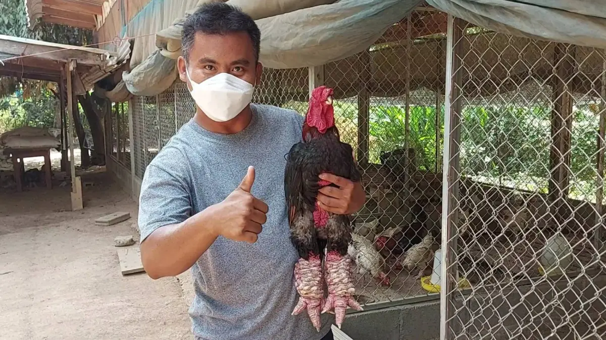 หนุ่มสุโขทัยเลี้ยงไก่สวยงามปลดหนี้ให้ครอบครัว