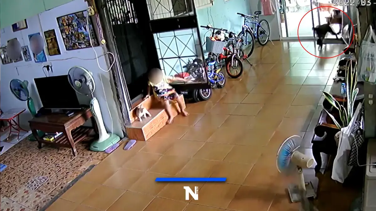 อีกแล้ว "พิทบูล" พังประตูเข้าบ้าน หวิดขย้ำเด็ก