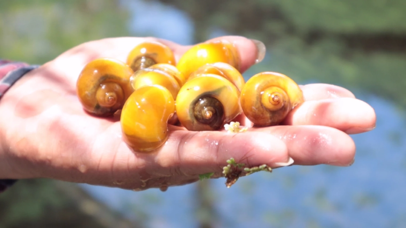 เลี้ยงหอยเชอรี่ 'สีทอง' โกยหลักแสน/เดือน