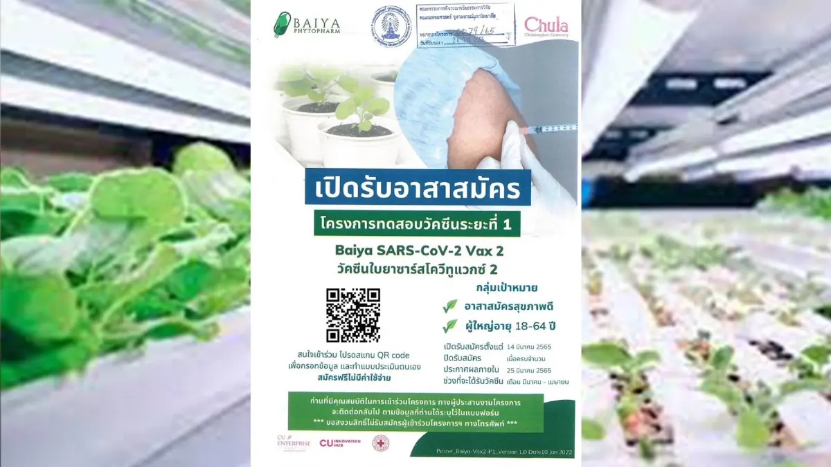 วัคซีนใบยา เปิดรับอาสาฯทดสอบสูตรใหม่ พร้อมรับมือโควิดกลายพันธุ์ วัคซีนใบยา เปิดรับอาสาฯทดสอบสูตรใหม่ พร้อมรับมือโควิดกลายพันธุ์