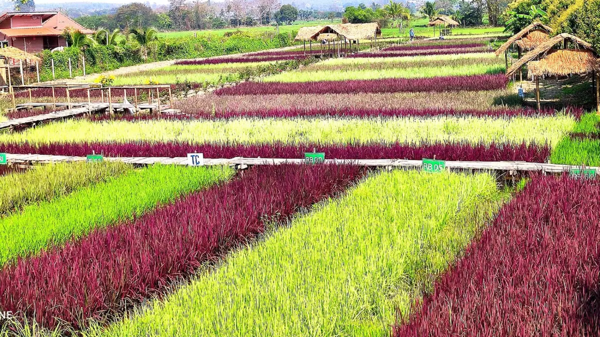 ปลูกข้าวหลากสีหวังใช้เป็นจุดเช็คอินแห่งใหม่