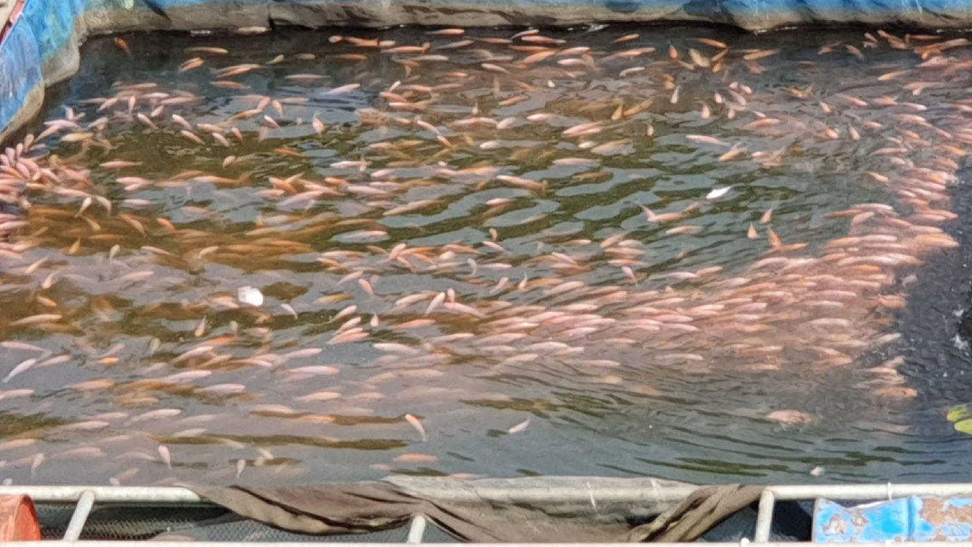 น้ำแม่ปิงเน่าเสียจากผักตบทำปลากระชังลอยตาย