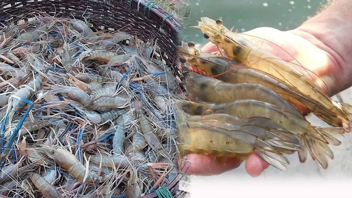 ผู้เลี้ยงกุ้งเฮ! ครม. 'ปลดล็อก' เงื่อนไขการเงินกู้ ผู้เลี้ยงกุ้งเฮ! ครม. 'ปลดล็อก' เงื่อนไขการเงินกู้
