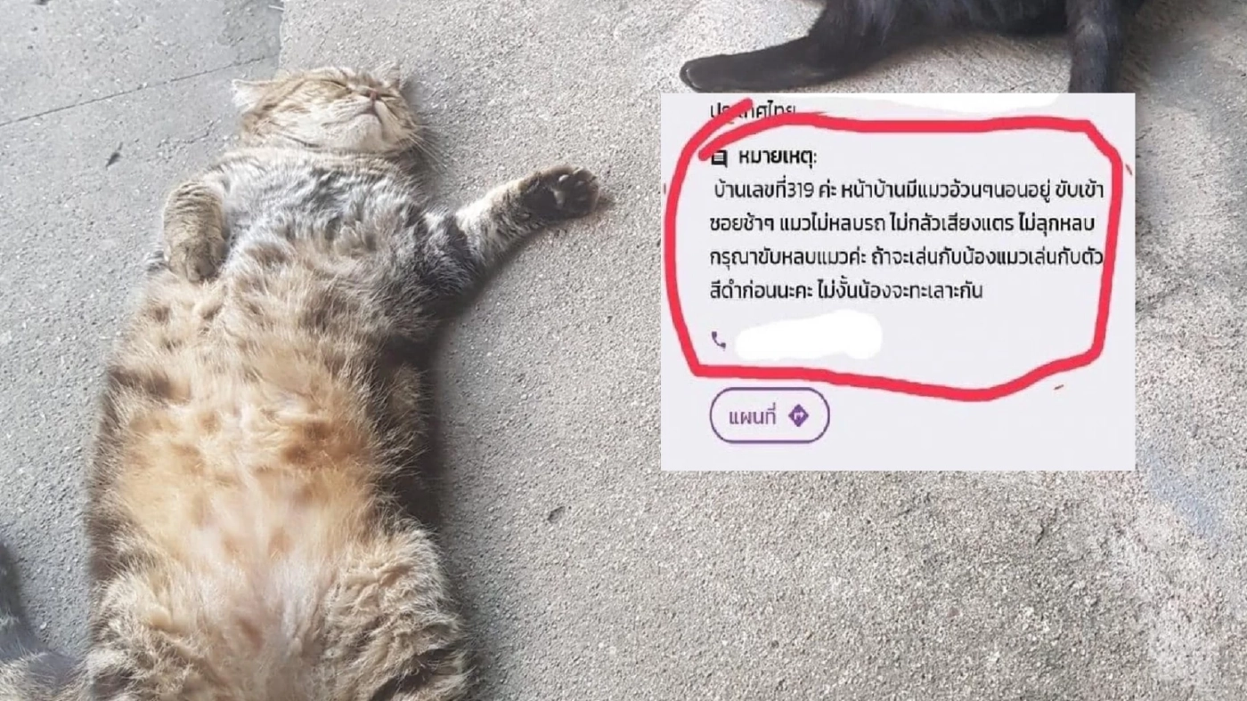 เปิดโฉม "แมวอ้วนตัวแสบ" ที่โซเชียลตามหา หลังชอบนอนไม่หลบรถ