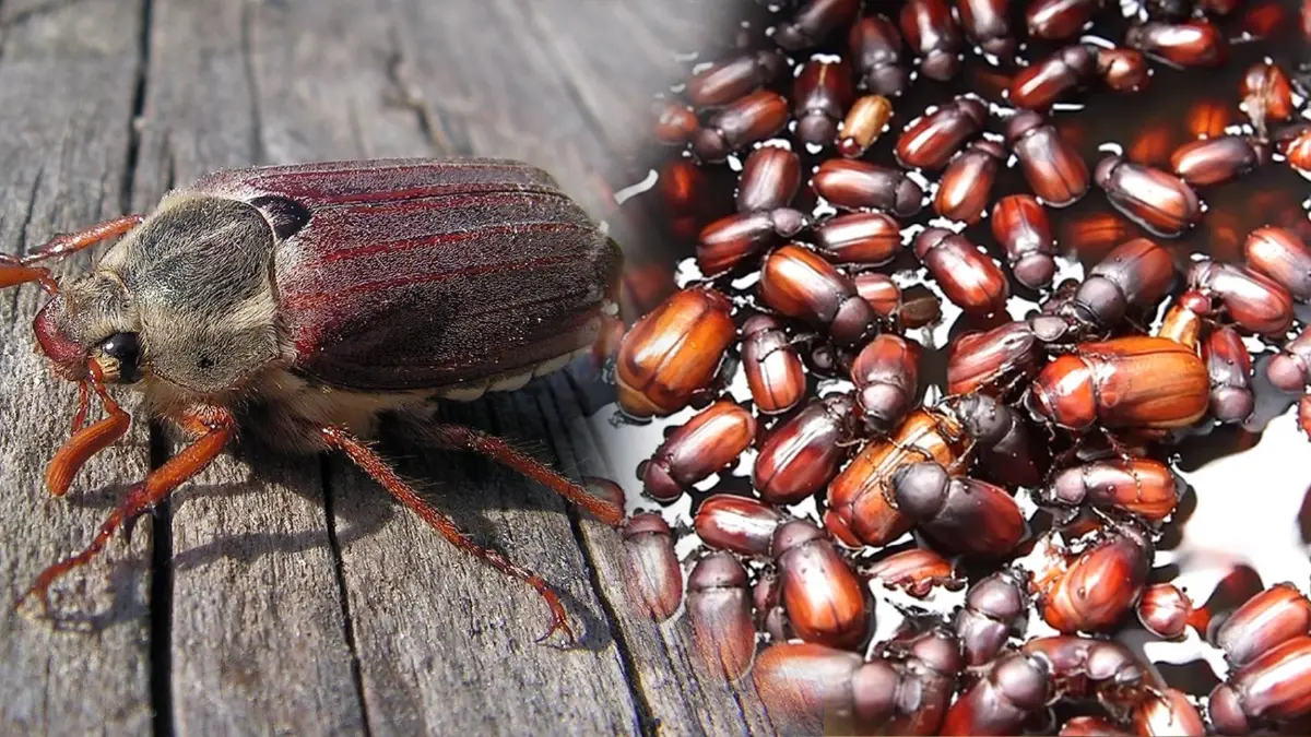 ชาวไร่มันขาย ' แมงอีนูน' รับวันละพันห้า!