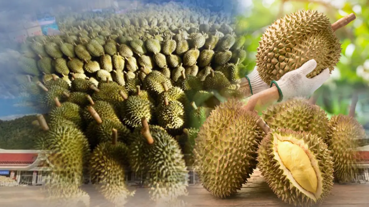 'อลงกรณ์' ยืนยันด่านโมฮ่านเปิดนำเข้าทุเรียนไทยปกติ