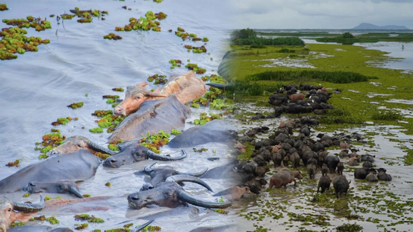 รัฐเร่งช่วย 'ควายน้ำ' ทะเลน้อยตายเกือบร้อยตัว รัฐเร่งช่วย 'ควายน้ำ' ทะเลน้อยตายเกือบร้อยตัว