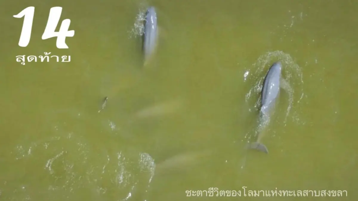 ดร.ธรณ์ สุดเศร้าชะตากรรม โลมาอิรวดี 14 ตัวสุดท้ายก่อนสูญพันธุ์จากไทย