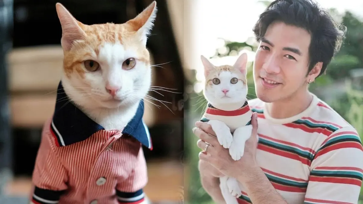 “โย่ง อาร์มแชร์” ใจหายวาบ..โพสต์เล่าแมวรักหาย รวมพลตามหาให้วุ่น