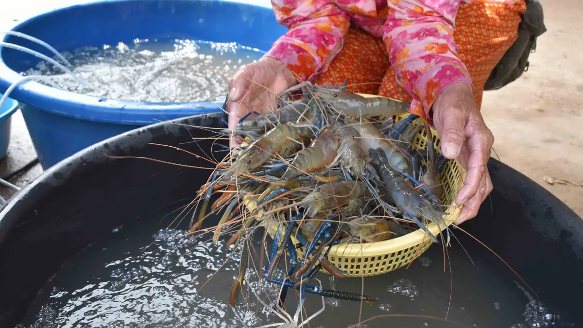 ผู้เลี้ยงกุ้งเฮ! ครม.ปรับหลักเกณฑ์เข้าถึงเงินกู้สถาบันการเงินง่ายขึ้น