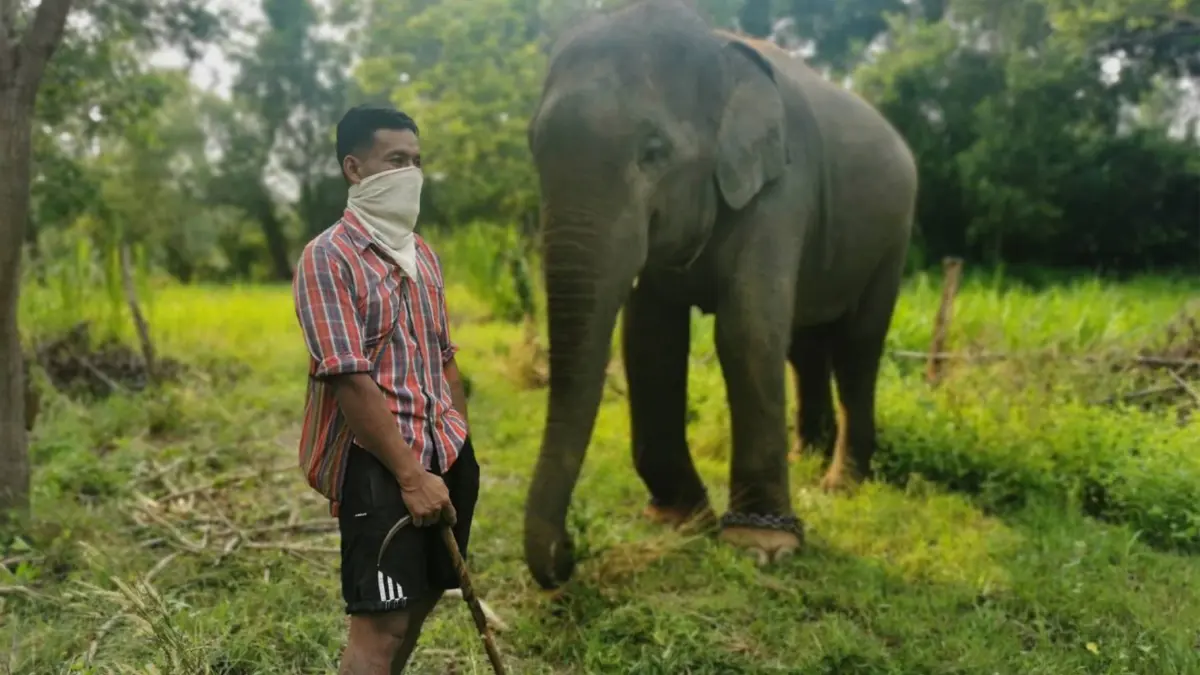แจ้ง 2 ข้อหาควาญชิงช้างมรดกของพี่ชายเป็นตัวประกัน