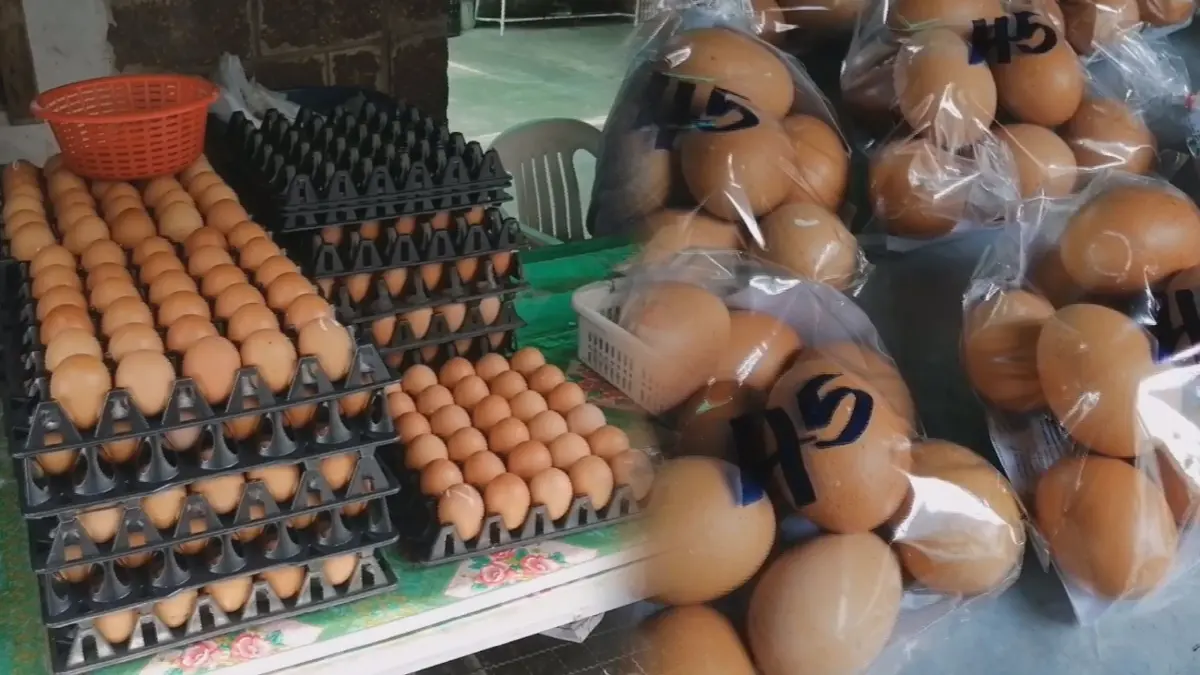 ขอนแก่นเตรียมขยับราคา 'ไข่ไก่' เหนือ-ใต้ ตรึงราคา ขอนแก่นเตรียมขยับราคา 'ไข่ไก่' เหนือ-ใต้ ตรึงราคา