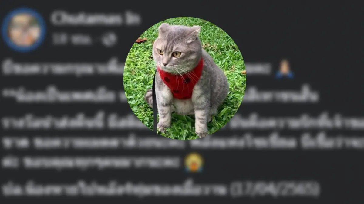 เจ้าของโพสต์ตามหา "แมวหาย" พันธ์ุ Scottish fold ตั้งรางวัลสินน้ำใจ 3 แสนบาท