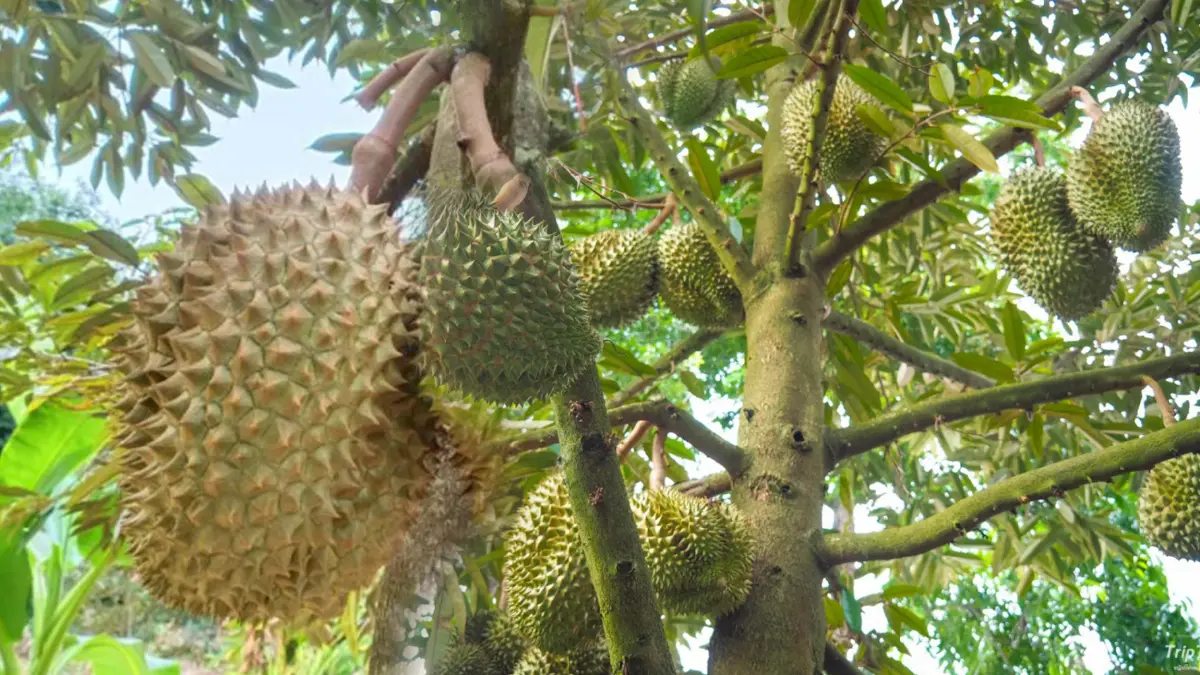 หอการค้าศรีสะเกษดัน 'ทุเรียนภูเขาไฟ' สู่ครัวโลก หอการค้าศรีสะเกษดัน 'ทุเรียนภูเขาไฟ' สู่ครัวโลก
