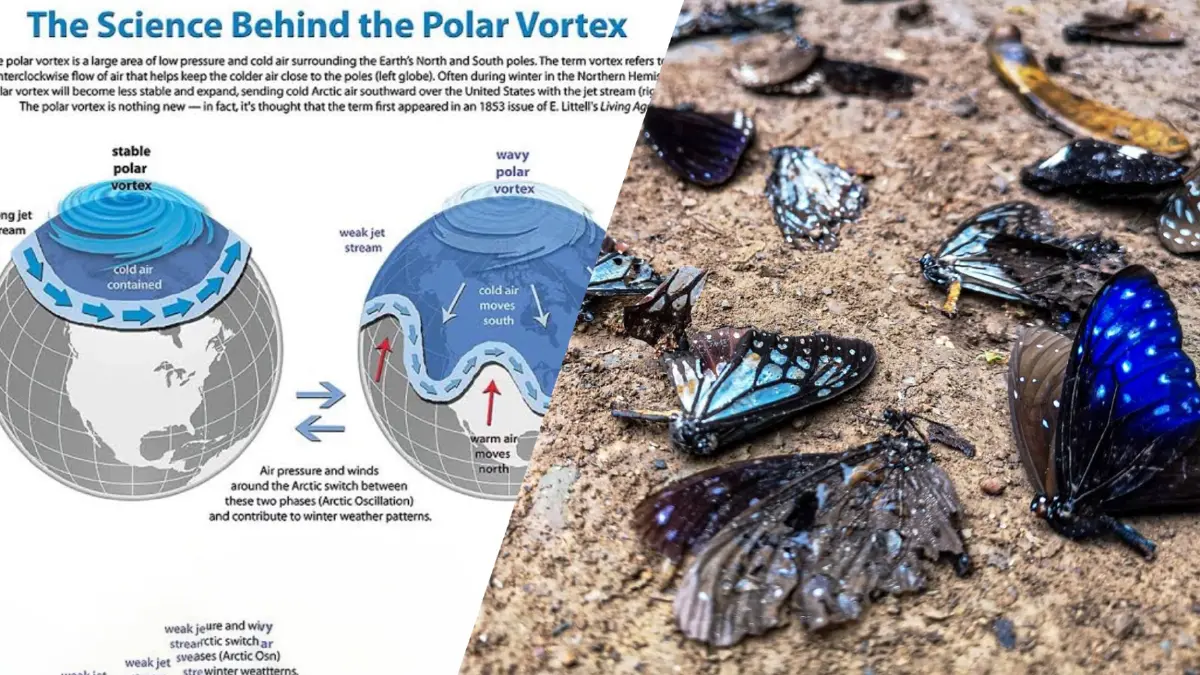 หนาวในฤดูร้อนเป็นเหตุ ทำผีเสื้อในเขตทุ่งใหญ่นเรศวร ตายเกลื่อน หนาวในฤดูร้อนเป็นเหตุ ทำผีเสื้อในเขตทุ่งใหญ่นเรศวร ตายเกลื่อน
