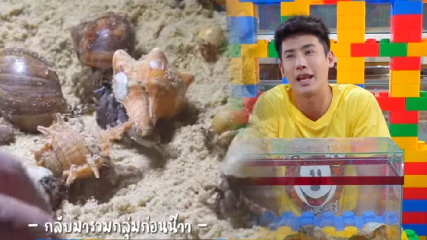 ดราม่ายูทูบเบอร์ดัง จับปูเสฉวนไปเลี้ยง นักอนุรักษ์กราบเท้าขอ 15 ชีวิตคืน