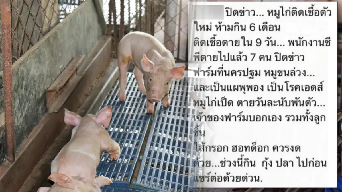 "ปศุสัตว์"แจงแล้ว หลังลือหนักบริษัทดังปิดข่าว หมู-ไก่เป็นโรคเอดส์