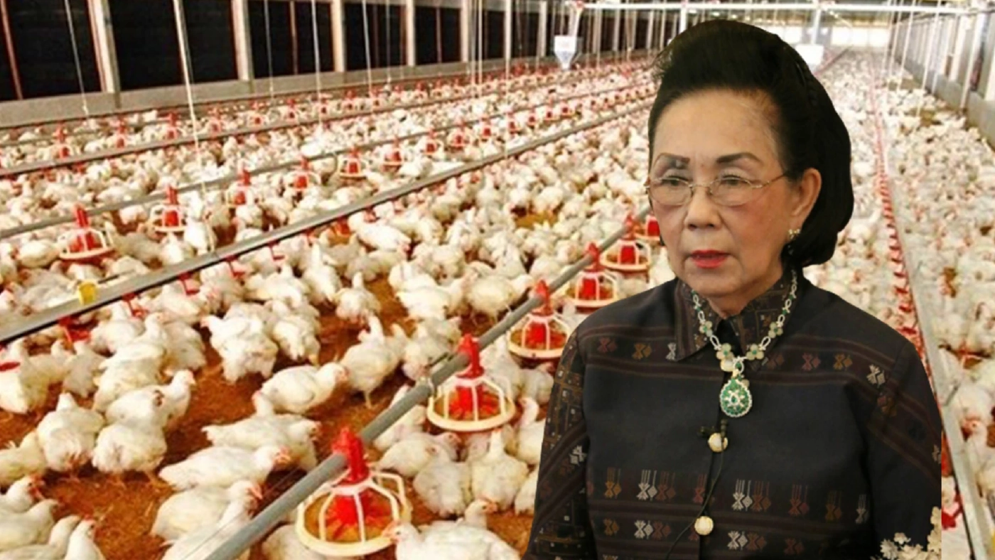 เฟกนิวส์ โรคเอดส์ในหมู-ไก่ ดร.ฉวีวรรณ ชี้ ทำเช่นนี้เท่ากับทำลายผู้เลี้ยง