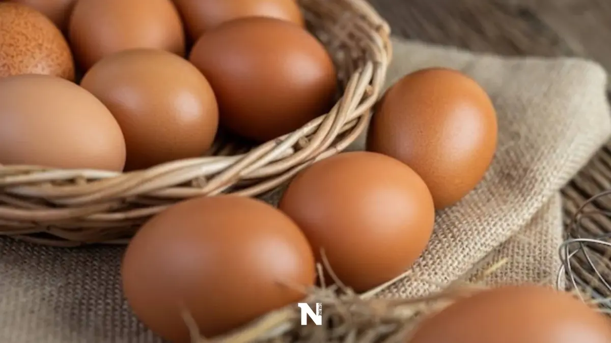 ส.ผู้เลี้ยงไก่ไข่ขอตรีงราคาหวังเปิดเทอม-เปิดประเทศกระตุ้นการบริโภค