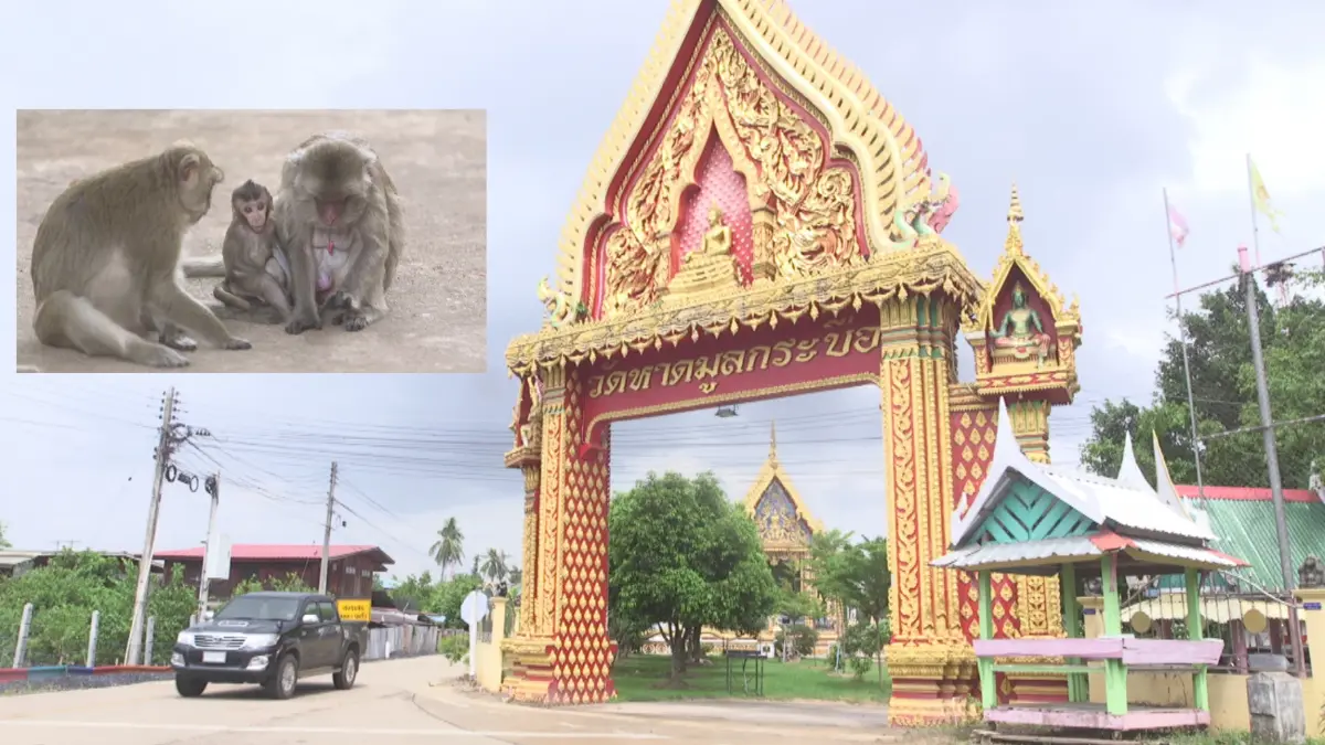 สาธารณสุขพิจิตร ยันวัดหาดมูลกระบือ ท่องเที่ยวปลอดภัย อย่ากังวล "ฝีดาษลิง" สาธารณสุขพิจิตร ยันวัดหาดมูลกระบือ ท่องเที่ยวปลอดภัย อย่ากังวล "ฝีดาษลิง"