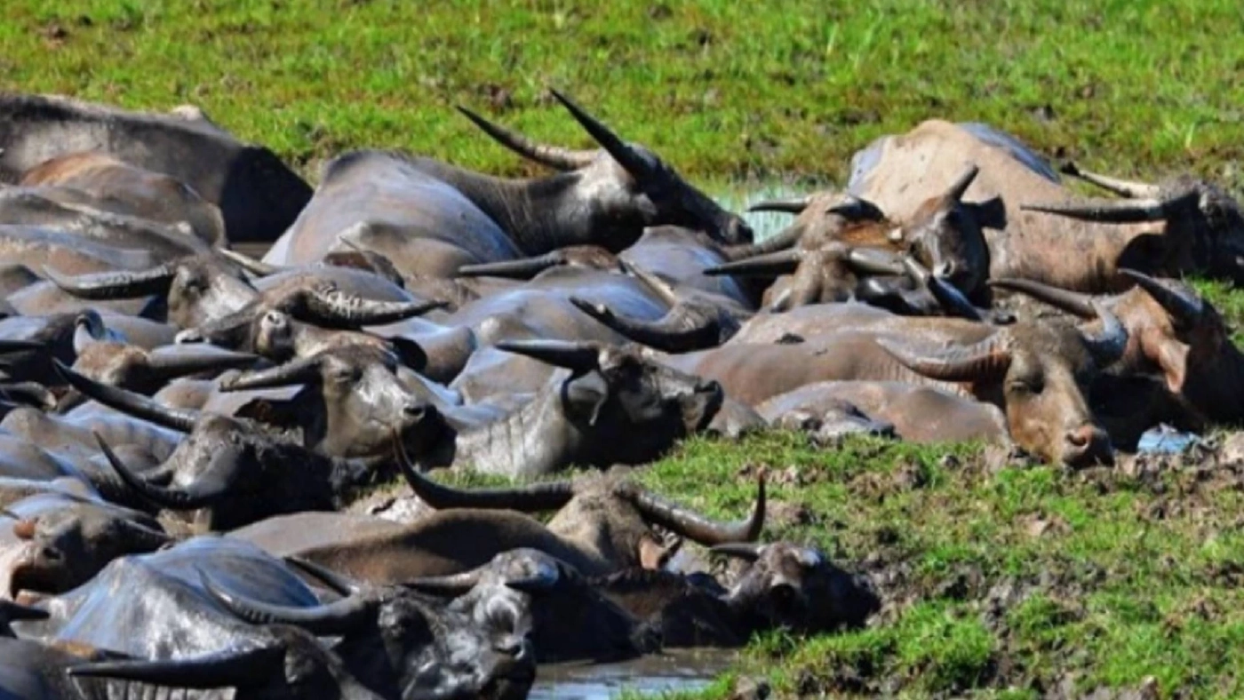 กระทรวงเกษตรฯ ดัน “เลี้ยงควาย-เกษตรเชิงนิเวศทะเลน้อย” เป็น Soft Power