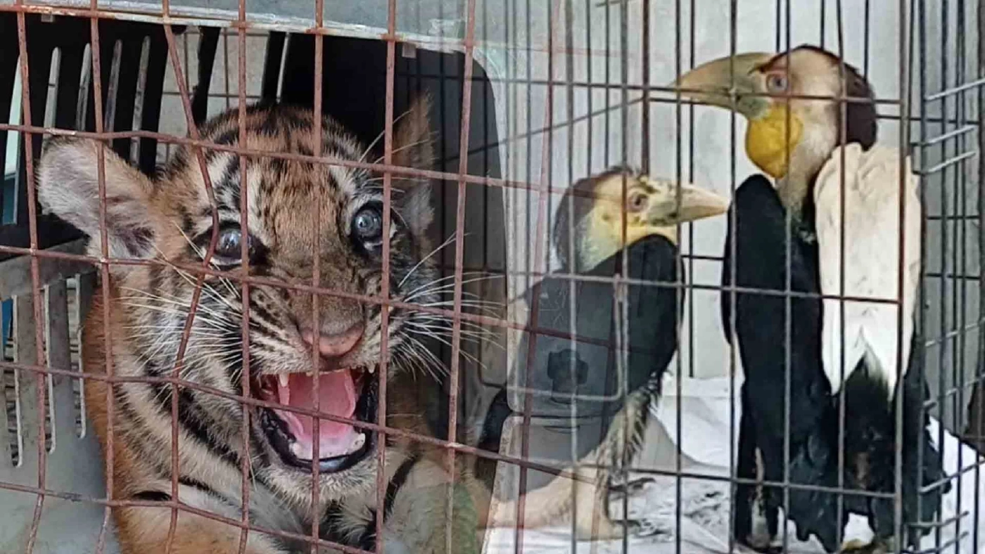 บุกจับขบวนการค้าสัตว์ป่ามูลค่าไม่ต่ำกว่า20ล้าน