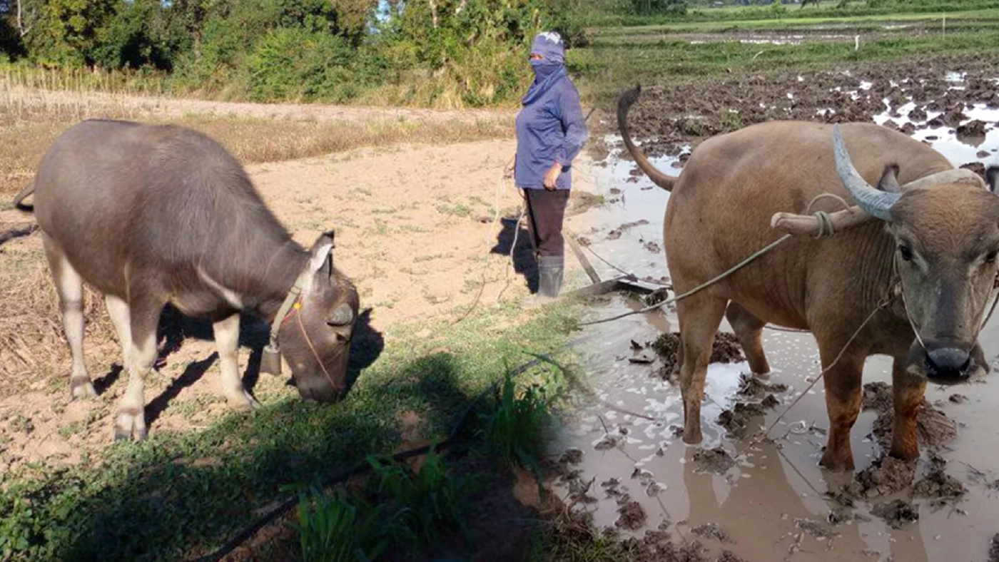ชาวนายโสธรหันใช้ 'ควาย' เพื่อประหยัดต้นทุนทำนา ชาวนายโสธรหันใช้ 'ควาย' เพื่อประหยัดต้นทุนทำนา
