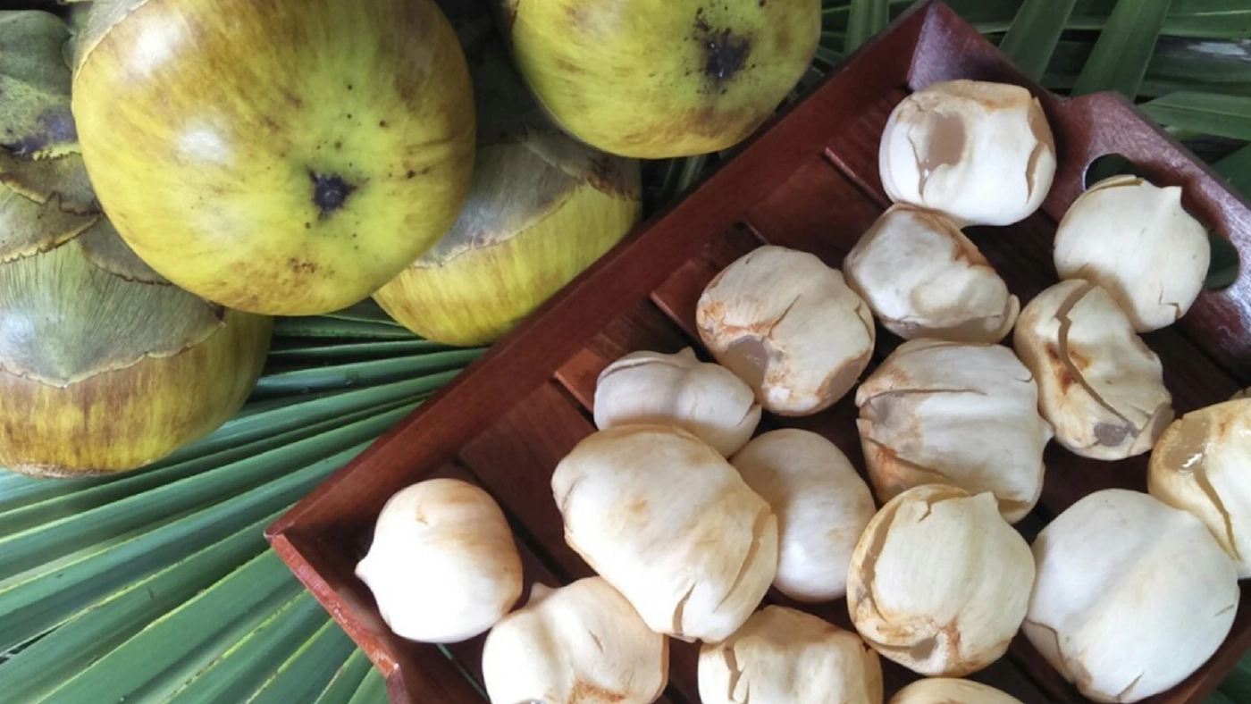 ชาวบ้านบุรีรัมย์ขาย 'ลูกตาลสด' โกยรายได้กว่า 3 พัน/วัน