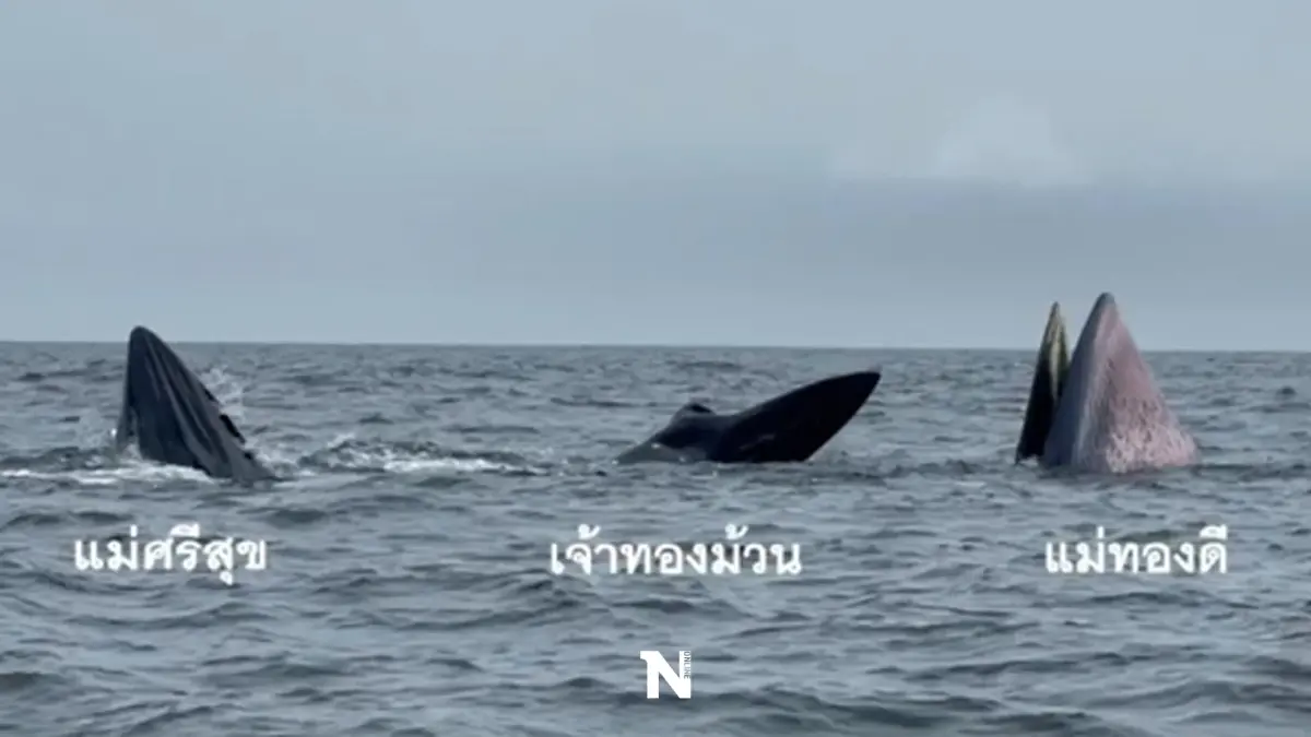 ทช. เผยภาพวาฬบรูด้า 13 ตัว บริเวณชายฝั่งทะเลอ่าวไทย เป็นเเม่ลูก 5 คู่ (คลิป) ทช. เผยภาพวาฬบรูด้า 13 ตัว บริเวณชายฝั่งทะเลอ่าวไทย เป็นเเม่ลูก 5 คู่ (คลิป)